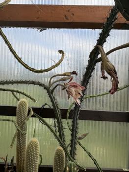 Preview: Cereus aethiops